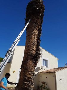 Abattage d'un palmier