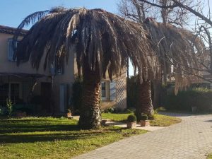 Abattage de deux palmiers à Istres